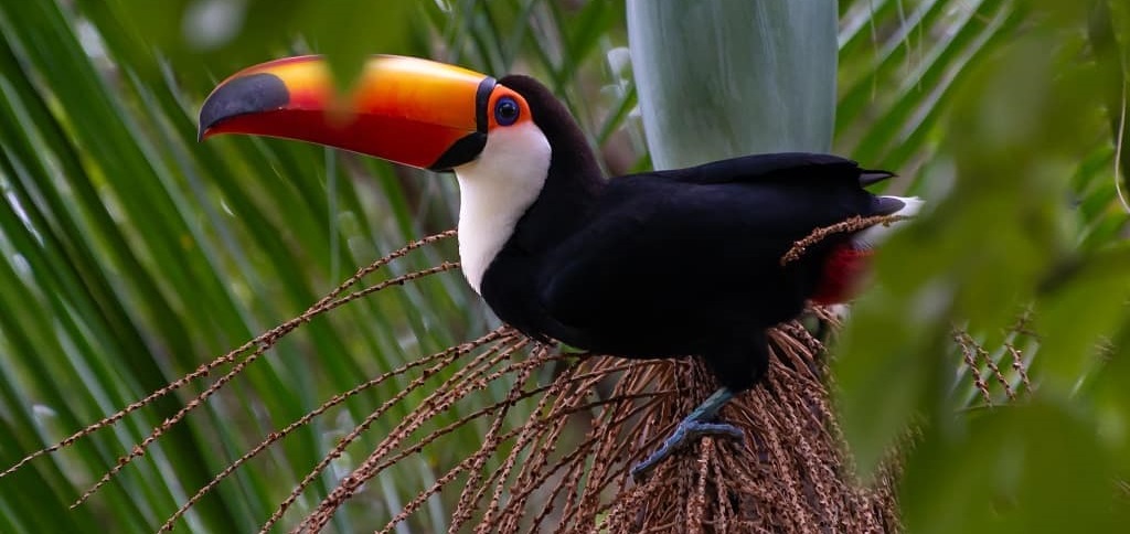 Exotic Birds - Tucano