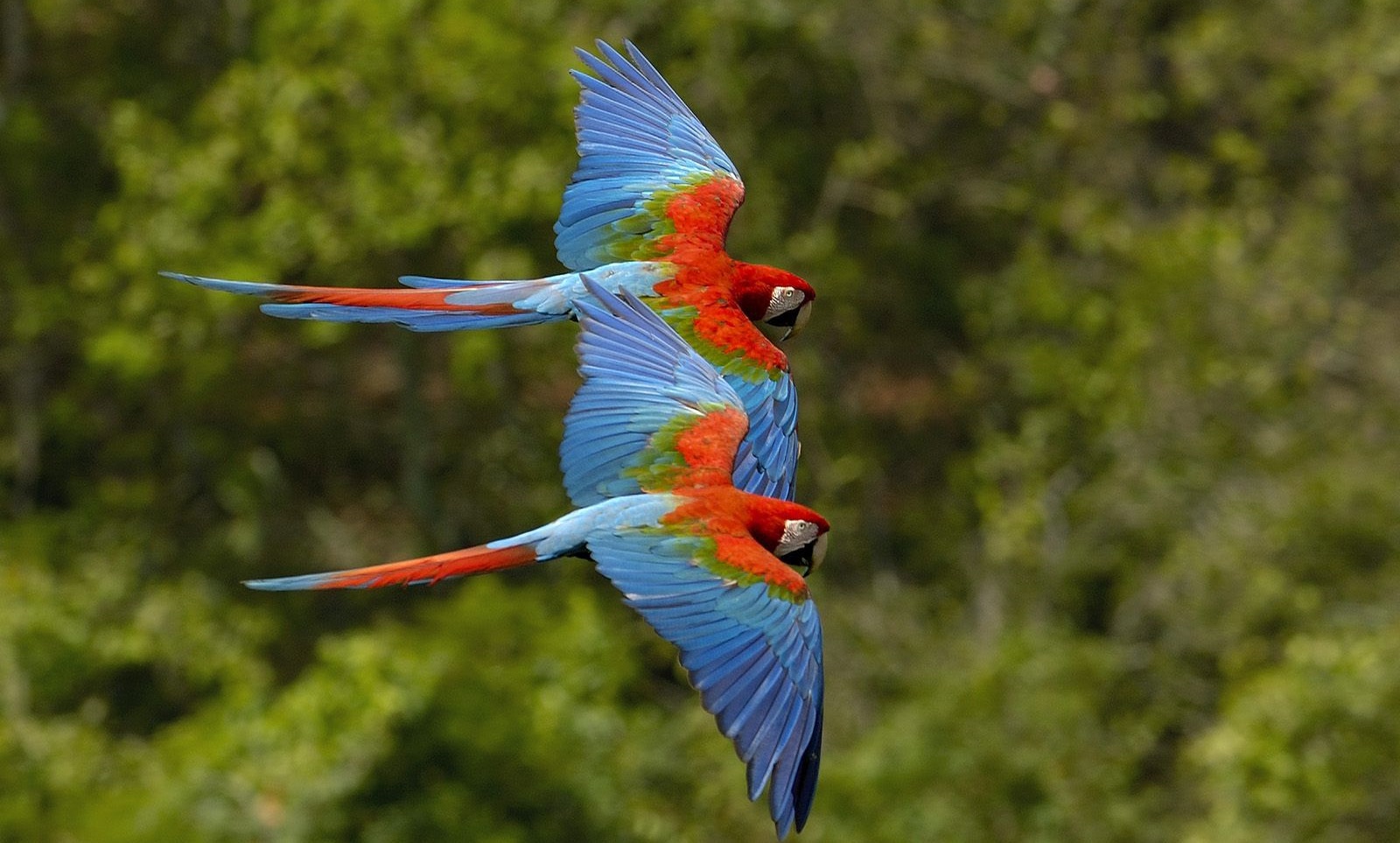Aves exóticas - Guacamayo rojo